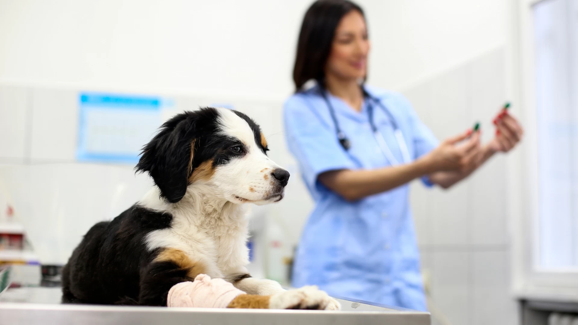 Medicamento Veterinário