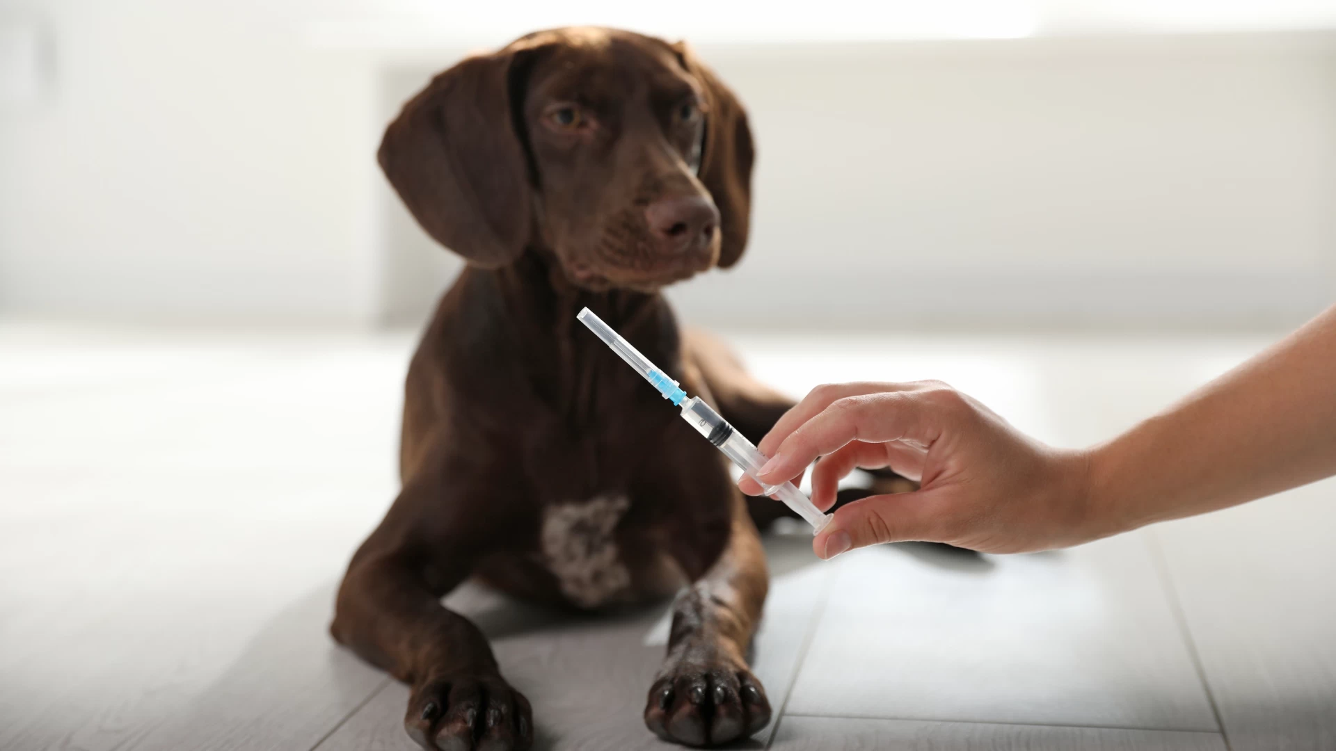 Vacinas para Cães