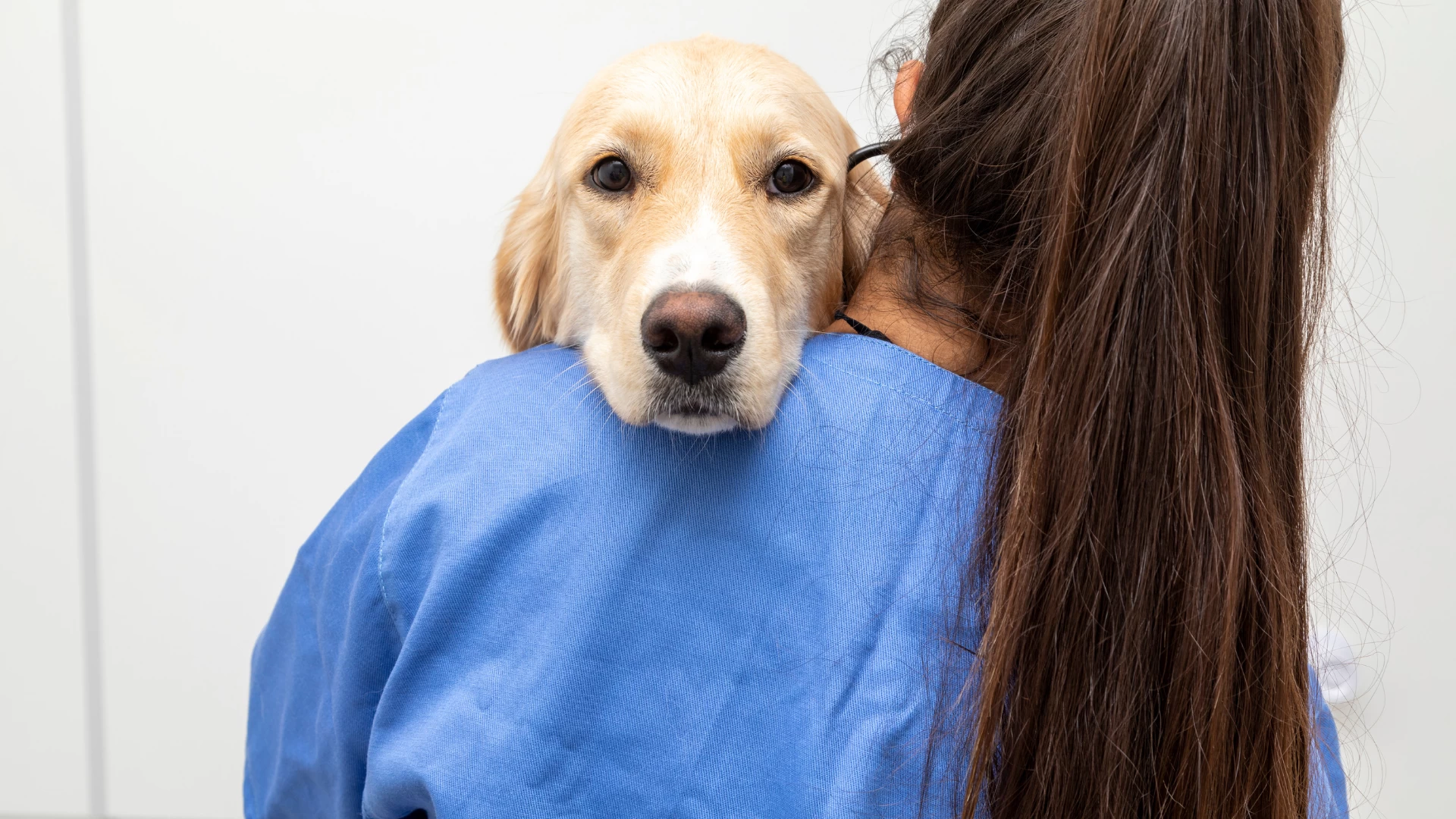 Veterinária